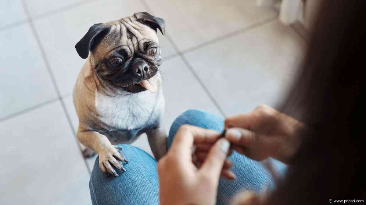 Dog brains act surprisingly human when told ‘no’
