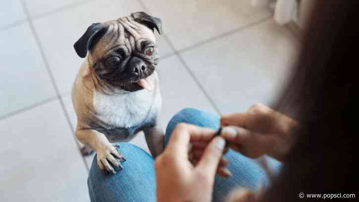 Dog brains act surprisingly human when told ‘no’