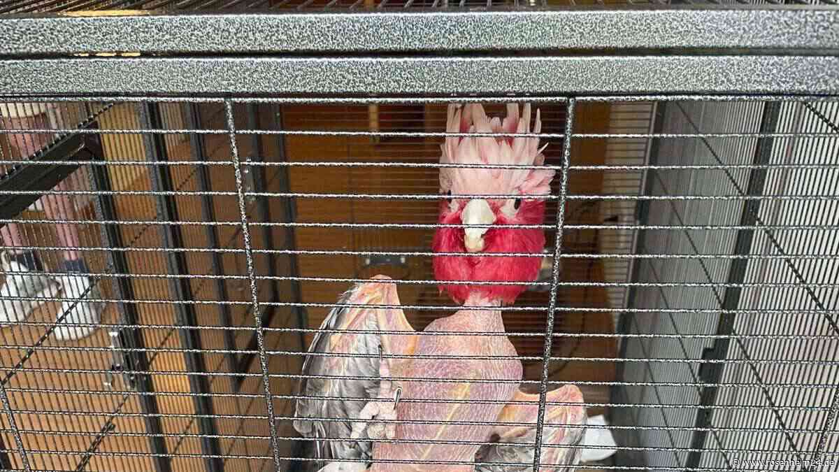 30 Jahre im Käfig: Tierschutzverein München rettet verwahrlosten Kakadu aus Seniorenheim