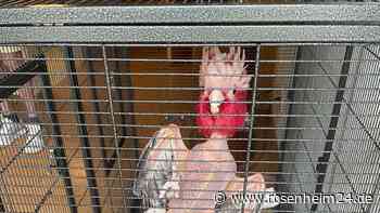 30 Jahre im Käfig: Tierschutzverein München rettet verwahrlosten Kakadu aus Seniorenheim