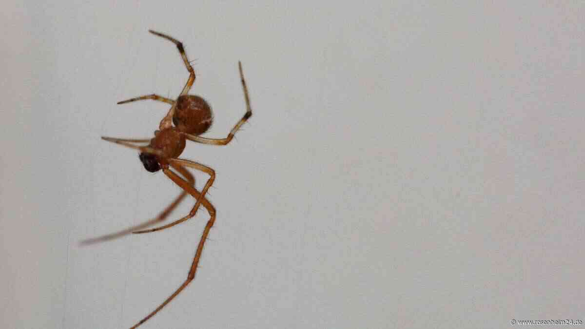 Wegen Spinne im Auto: Seniorin fährt in Bayern gegen Mauer – und rollt Abhang hinunter
