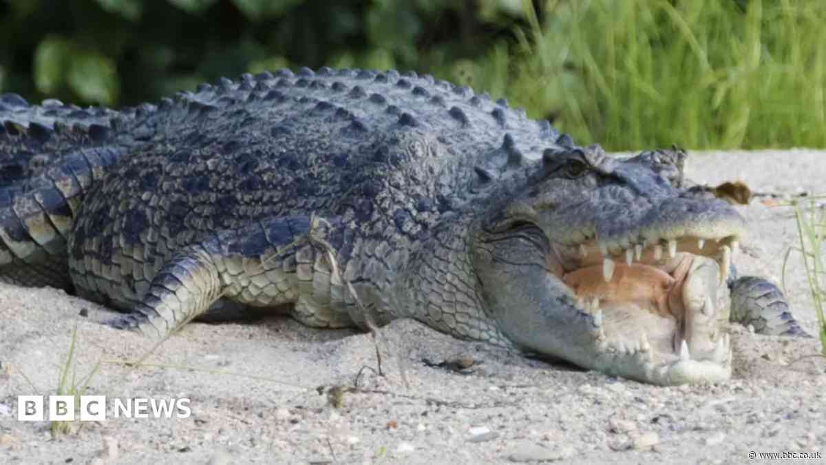 River with 500 crocodiles chosen as Olympic rowing venue