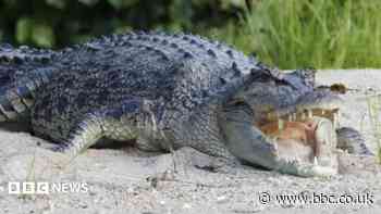 River with 500 crocodiles chosen as Olympic rowing venue