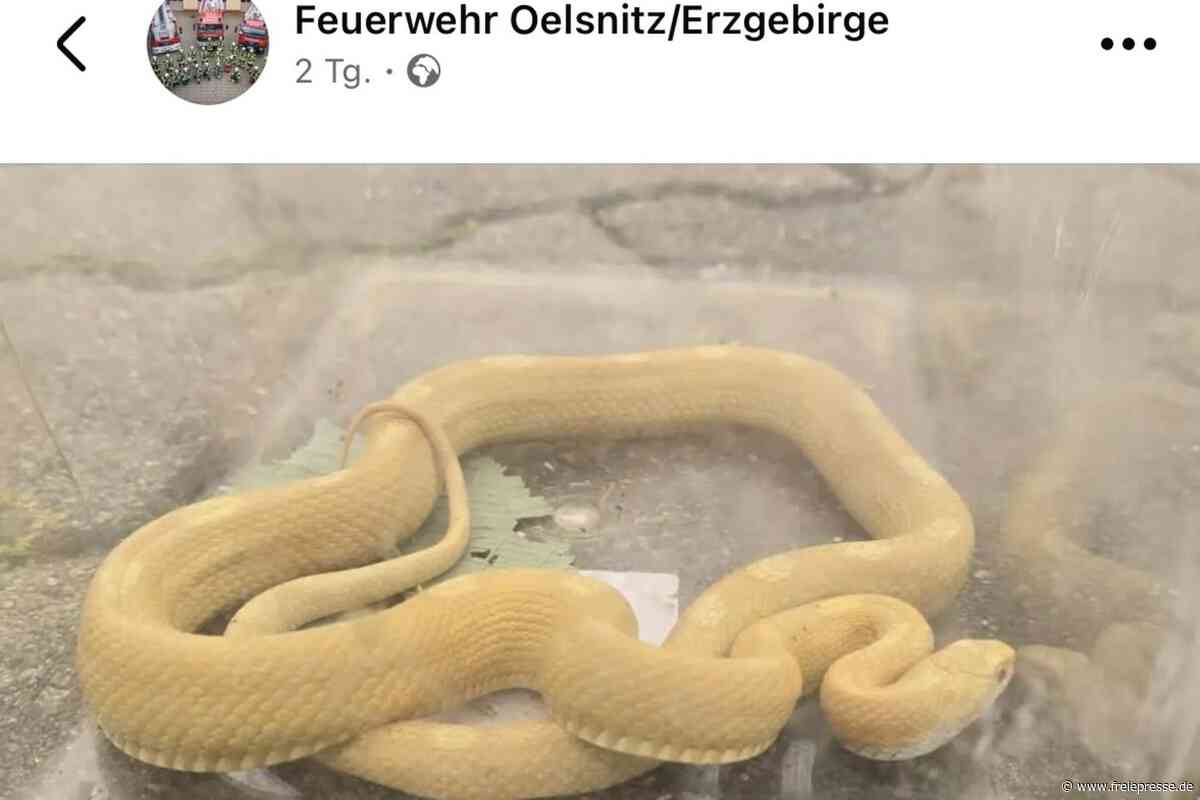 Ausgebüxte Schlange kriecht plötzlich über Schulhof im Erzgebirge: Feuerwehr rückt an