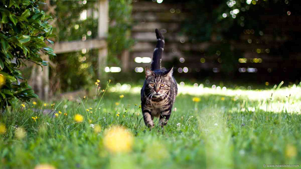 Grote zorgen om afschieten verwilderde katten: ’Je kunt niet zien of een kat een baasje heeft’