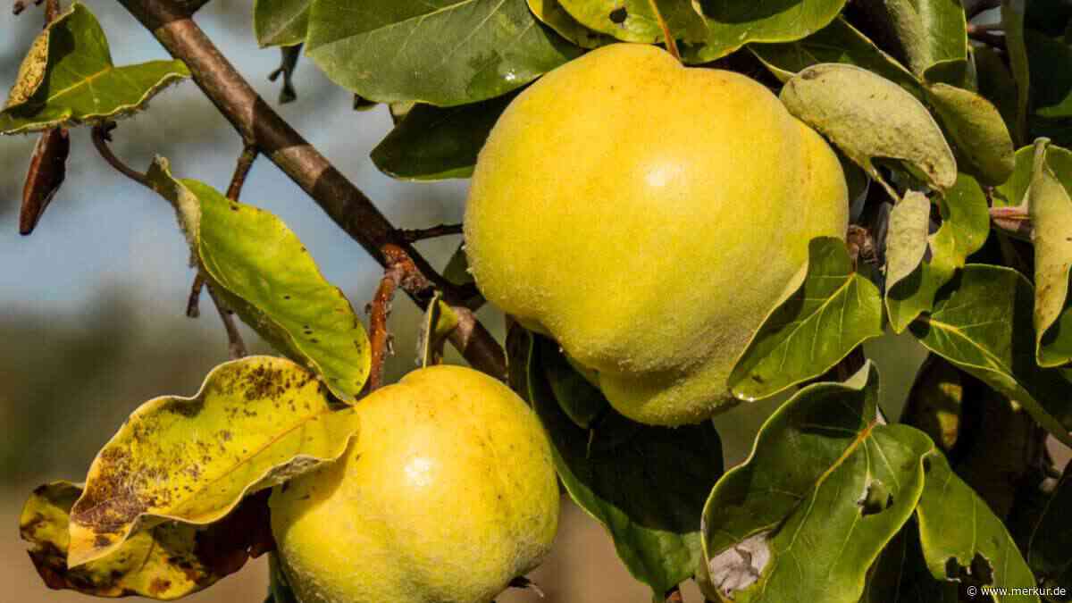 Quitten ernten im Herbst: Diese vier Merkmale verraten, ob die Früchte wirklich reif sind