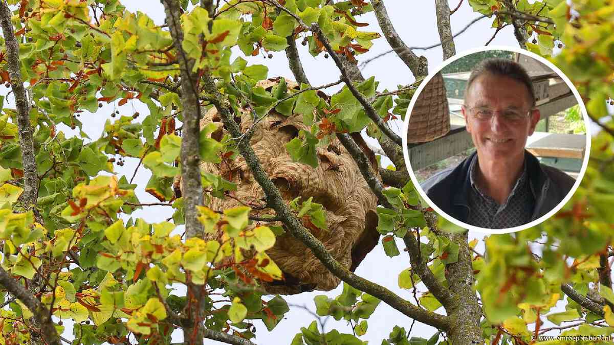 Aziatische hoornaar valt aan: 'Als ze komen, raak je in paniek'