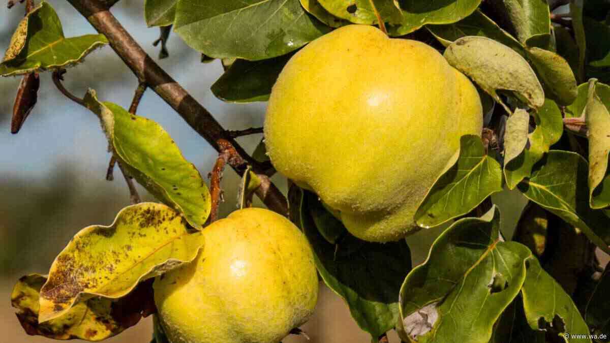Quitten ernten im Herbst: Diese vier Merkmale verraten, ob die Früchte wirklich reif sind
