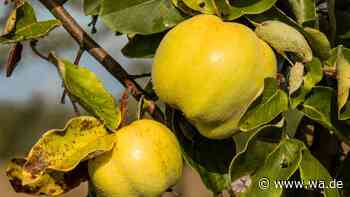 Quitten ernten im Herbst: Diese vier Merkmale verraten, ob die Früchte wirklich reif sind