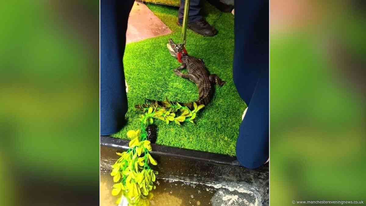 Dangerous crocodile seized from a semi-detached house in Hale