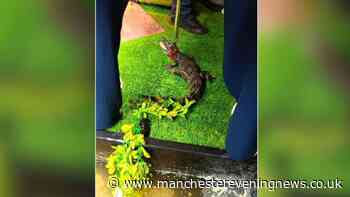 Dangerous crocodile seized from a semi-detached house in Hale