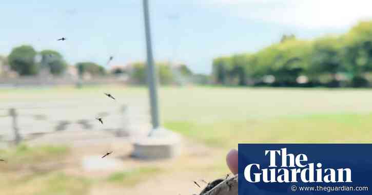 Scientists are fighting a longer mosquito season with ... more mosquitoes