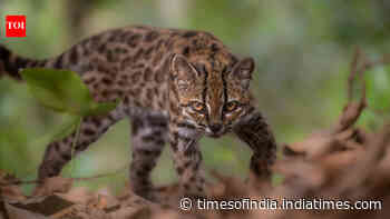 Meet Tilcayo: Tiny wild cat discovered in Bolivia's forests after more than a century