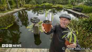 Rare tree offspring given lifeline at Scottish botanic garden