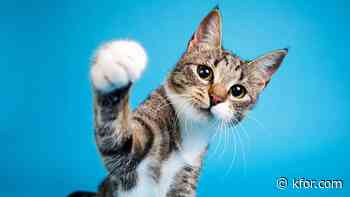 Pet Vet hosts low-cost vaccination clinic through September 19