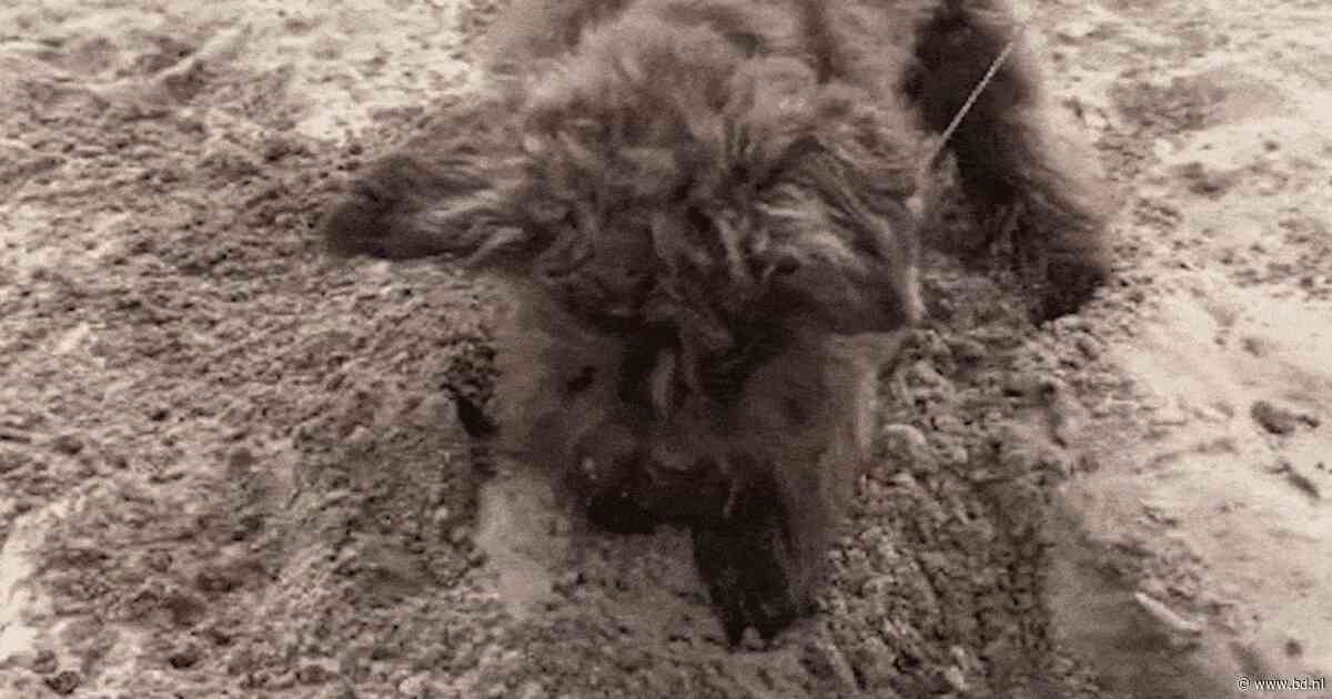 Je huisdier in de hoofdrol? BD wil jouw leukste video’s voor Dierendag zien