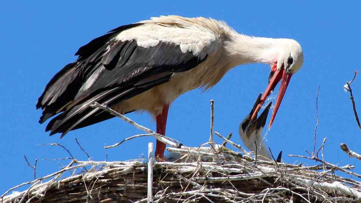 Da klappert‘s: Storchen-Nachwuchs im Alten Land hat sich fast verdoppelt