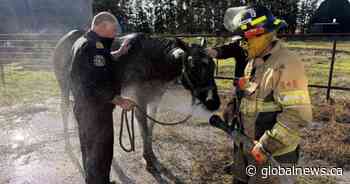Crews rescue ‘completely exhausted’ horse from mud pit in Saskatchewan