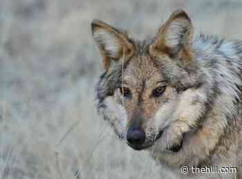 Trump administration reduces protections for endangered species again