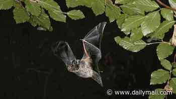Piddington migrant camp dealt another blow after discovery of one of world's rarest bats at planned asylum site