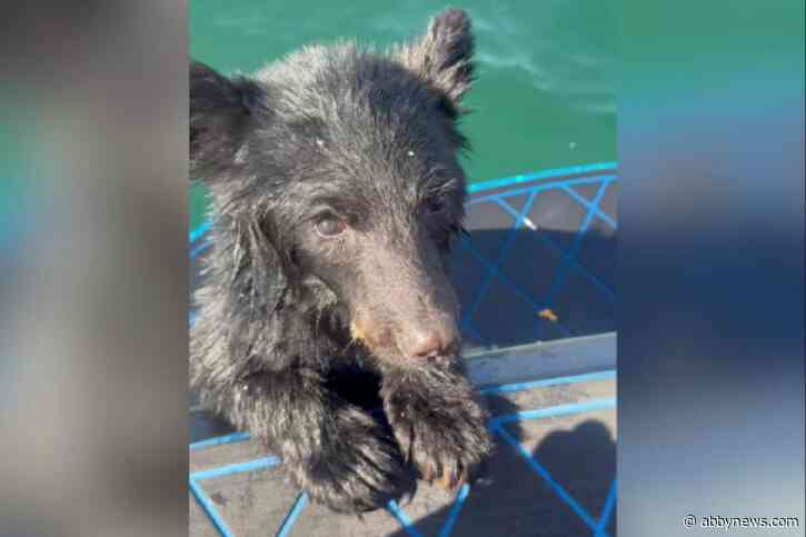 ‘Never seen anything like it’: Boaters rescue bear cub from middle of Okanagan Lake