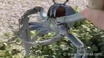Only in Florida! Terrifying moment crab armed with a BLADE swipes at homeowner and his dog