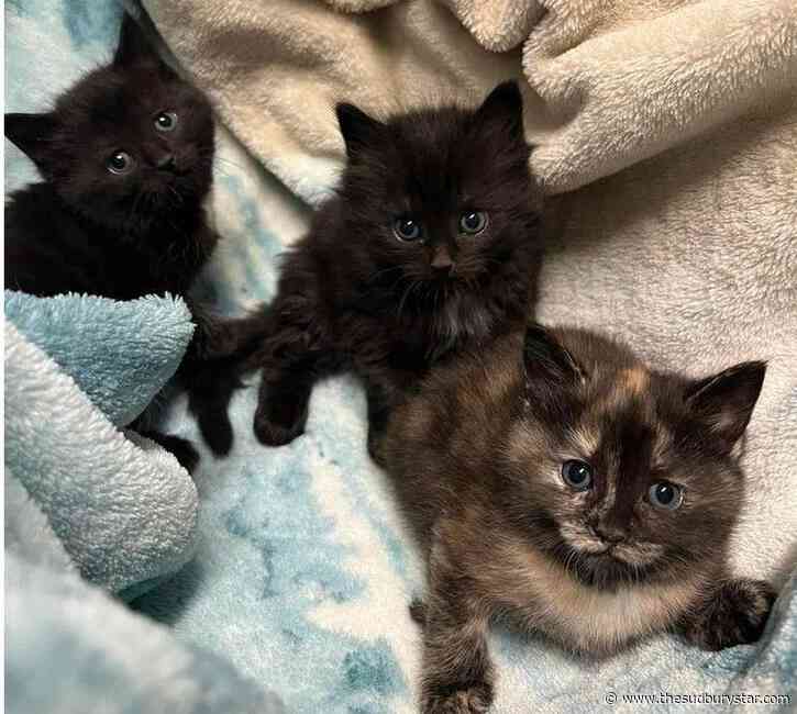 Greater Sudbury’s animal shelter on the move to Dube Road