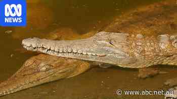 These tiny crocodiles may be at risk, but they can't be listed as 'threatened'