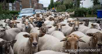 Wat doen die 250 schapen in een woonwijk? ‘Reus volgt me overal waar ik ga’
