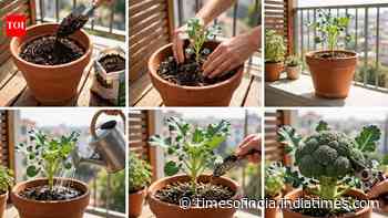 How to grow broccoli in a pot at home with simple steps and healthy plant care tips