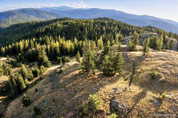 Timber-cutting licence issued for proposed magnesium mine near Rossland