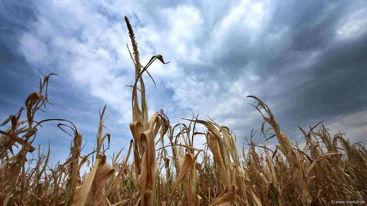 40-Grad-Schwelle überschritten: Bayerns Sommer 2026 bricht Hitzerekorde – „Besonders belastend“