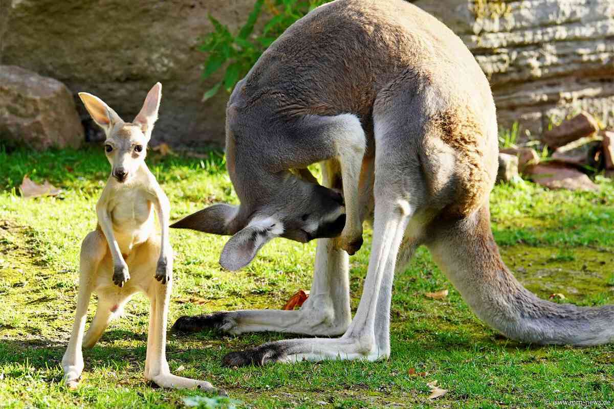 Heidelberg – Zoo: Junge Kängurus auf Entdeckungstour!