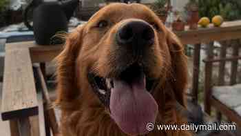 Golden retriever 'guard dog' filmed trying to PLAY with intruder who broke into his home