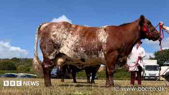'Moolywed' cow bride seeks wedding dress for big day