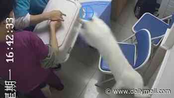 You can't catch me! Moment mischievous cat causes chaos at vets