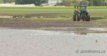 Harvest delayed across the Prairies as farmers deal with waterlogged fields