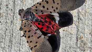 The invasive spotted lanternfly has been detected in Canada for the first time – in Windsor