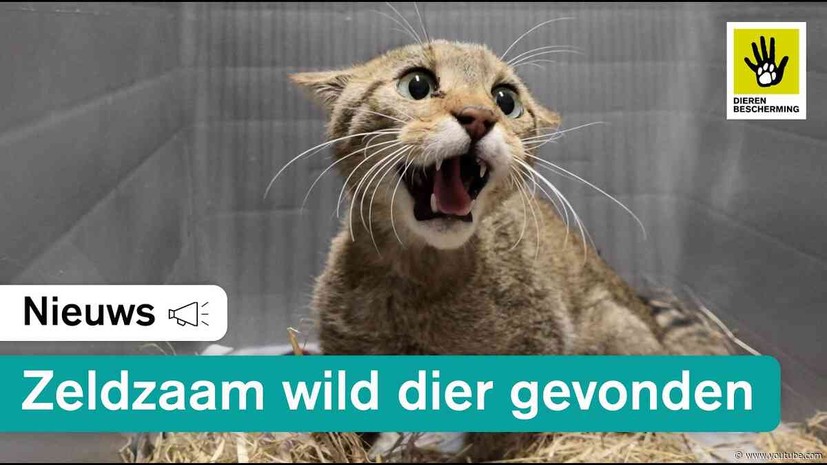 "Hij lag verlamd en blind naast het pad"