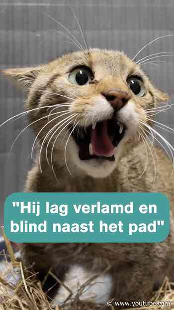 Bijzonder wild dier gevonden