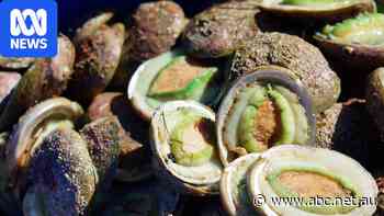 Pioneering WA abalone ranch winding down amid mounting losses