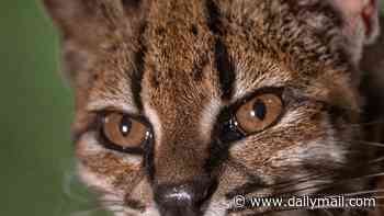 New species of cat is spotted for first time in a century: Tilcayo cat of Bolivia is seen prowling around cloud forest