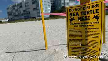 Anna Maria Island groups move to protect baby sea turtles from lights
