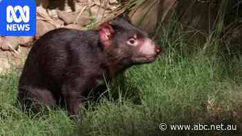 Mary the runaway Tasmanian devil makes full return