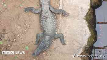 Crocodile attack suspect has bail extended
