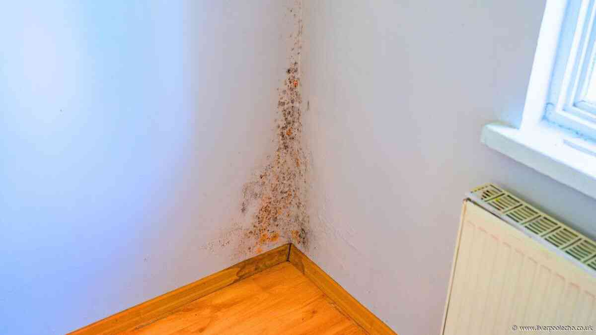 Mould will stay out of bedrooms in autumn if you add 1 natural item to the room