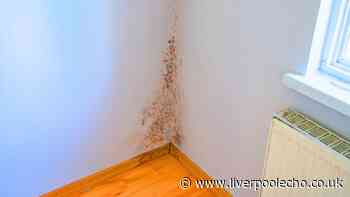 Mould will stay out of bedrooms in autumn if you add 1 natural item to the room