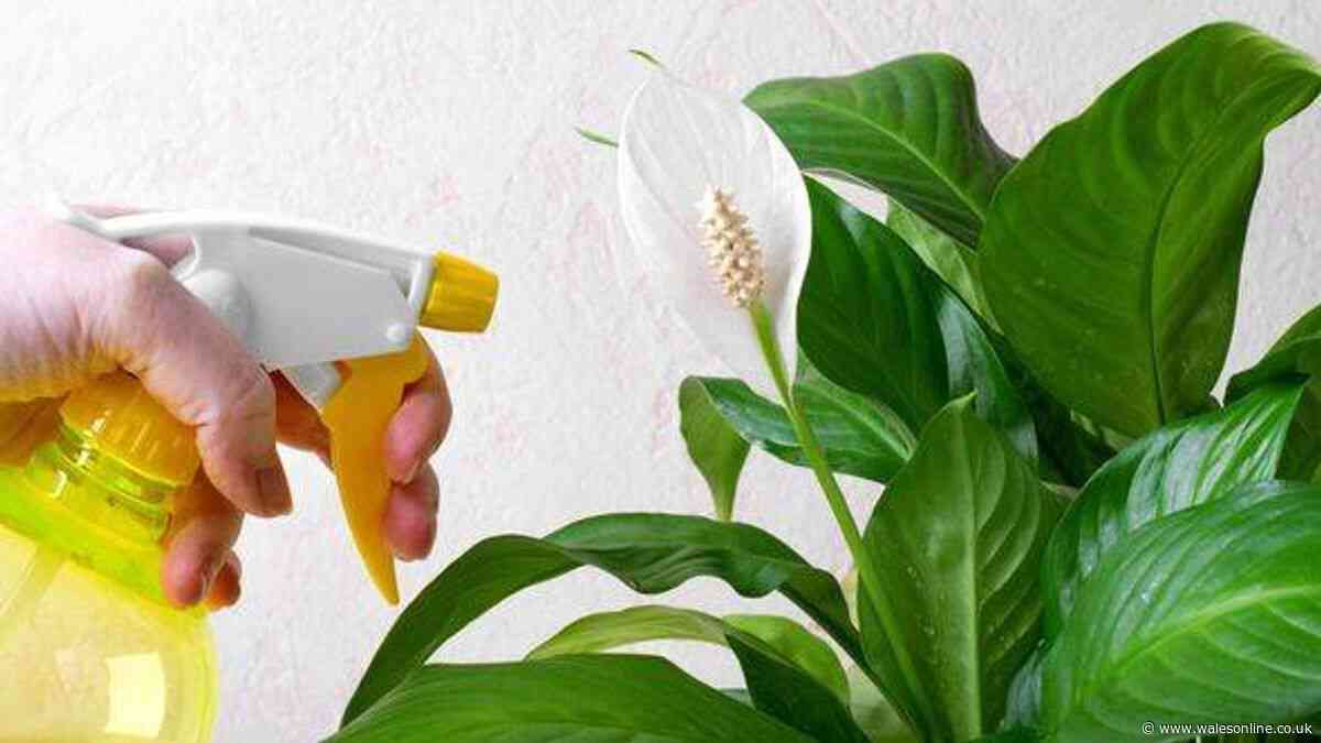 Peace lilies will 'explode with so many flowers' if you water plant with 1 ingredient