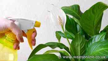 Peace lilies will 'explode with so many flowers' if you water plant with 1 ingredient