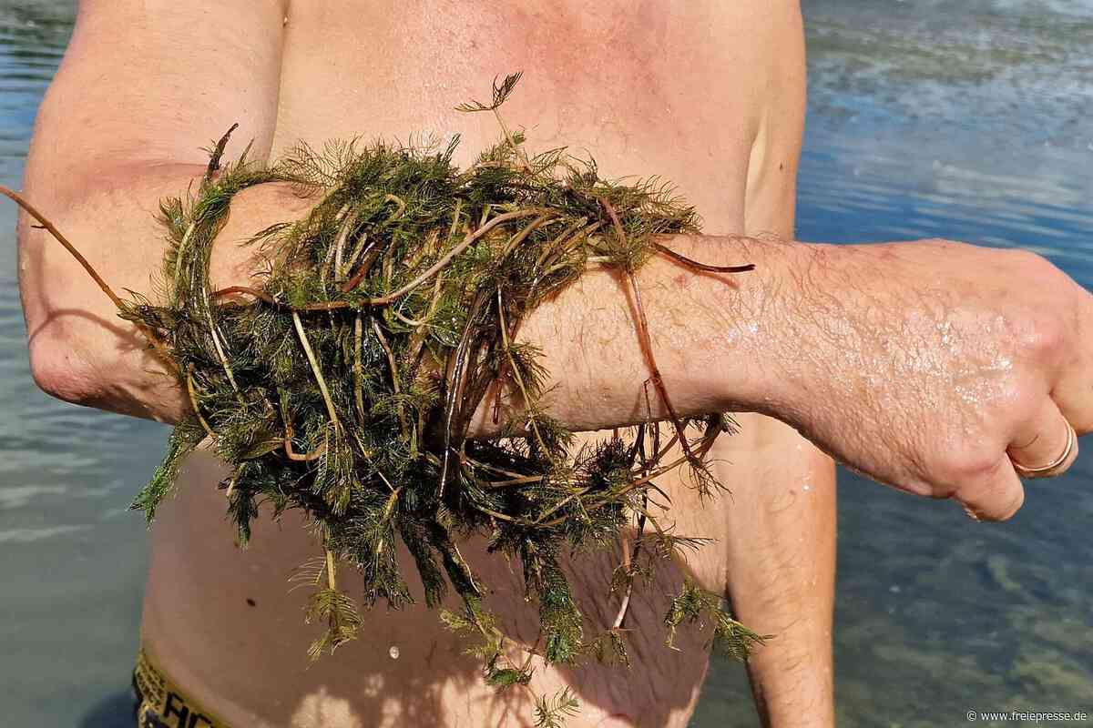 Nach Fast-Ertrinkungsunfall an der Pöhl: Was tun die Behörden gegen die Schlingpflanzen?